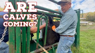 Pregnancy Checking Our Cows....The Surprising Results