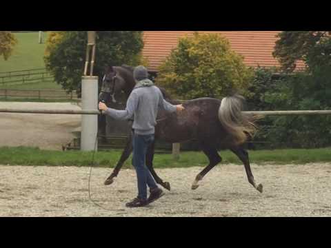 ALIMANDRO Arabian horse stallion by Sax Arabians Germany