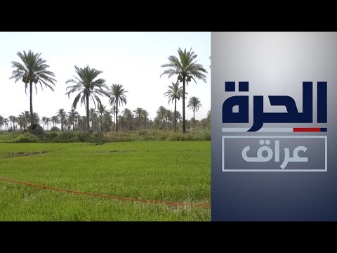 شاهد بالفيديو.. مزارعو الديوانية يطالبون بتمكينهم من زراعة الحنطة والشعير