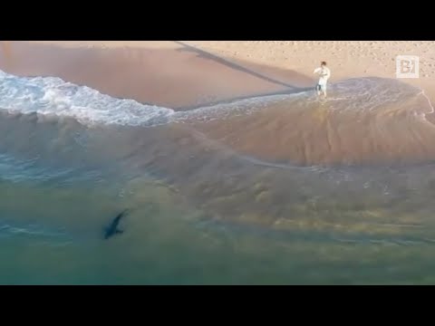 Australia, l’impavido squalo si spinge fino a pochi metri dalla riva