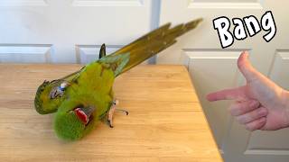 Bang! Great Green Macaw Play Dead Trick