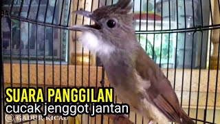 Download lagu suara panggilan cucak jenggot jantan AMPUH untuk pancingan mp3 Download lagu suara panggilan cucak jenggot jantan AMPUH untuk pancingan mp3