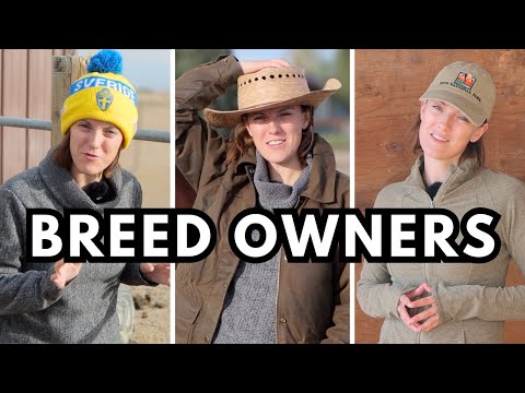 WHAT DIFFERENT HORSE BREED OWNERS ARE LIKE *funny 🤣