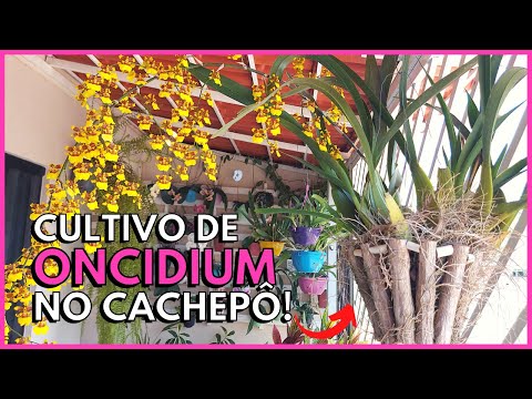 , title : 'A MELHOR FORMA DE CULTIVAR ORQUÍDEA ONCIDIUM | Cultivo no Cachepô Oncidium Sphacelatum 🥰'