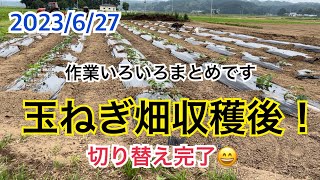 玉ねぎ収穫後から長ネギ定植作業などいろいろまとめです😄