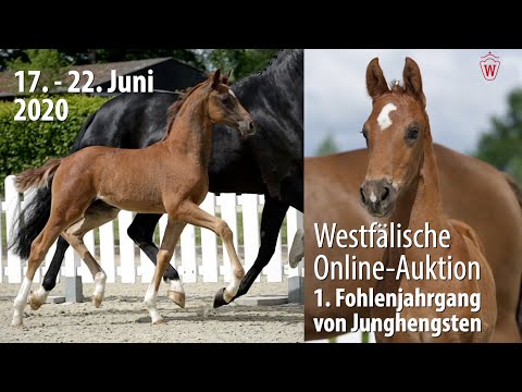 Trailer Westf. Online-Auktion 1. Fohlenjahrgang von Junghengsten
