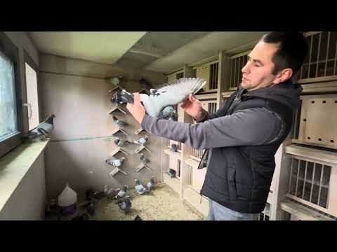 Gołębie z Linii Hurrican 51 🕊️ - Bracia Makoś Czołowe wyniki w Polsce 💪🏼🕊️