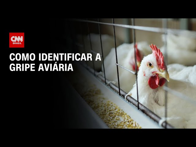 Gripe aviária: Entenda o que é a doença | CNN ARENA