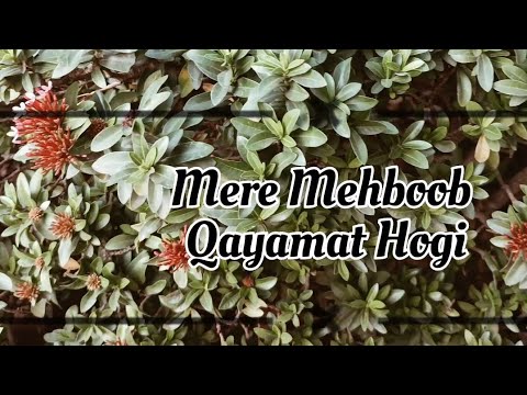 Devang dhumal Mere Mehboo...