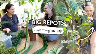 Tackling My Biggest Repots With @GoodGrowing 🌿