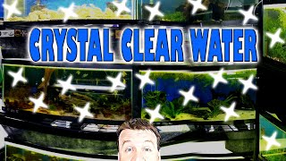 How to get Crystal Clear Water in your Aquarium