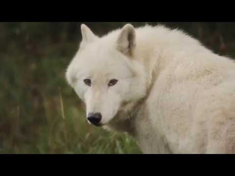 Play Video Youtube Video