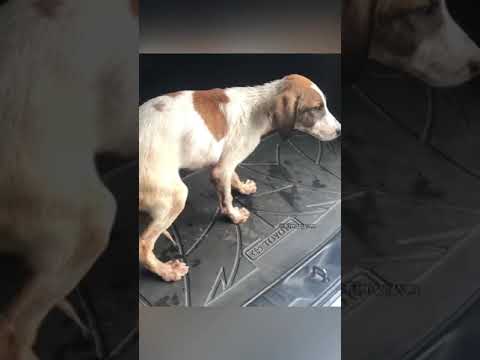 raveena tandon rescue this street dog