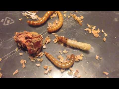 download lagu mp3 mp4 Mealworm Pupa, download lagu Mealworm Pupa gratis, unduh video klip Mealworm Pupa