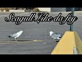 Seagulls Eating Dirty Fries Off The Ground