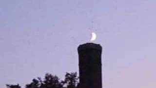 Swallows & Moon Roost in Chimney