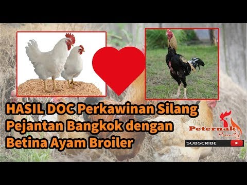 , title : 'HASIL DOC Perkawinan Silang Pejantan Bangkok dengan Betina Ayam Broiler'