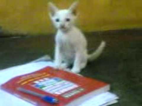 iyappans kitten2