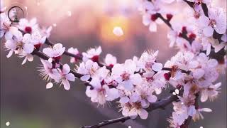 Musica Relaxante para Estudar