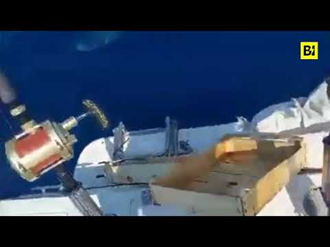 Avvistamento in mare a Livorno, pescatori: “E’ uno squalo bianco”