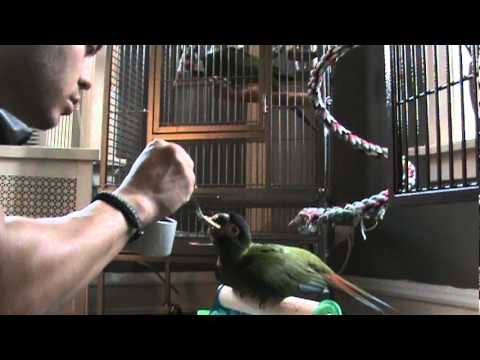 (Yellow Collar Macaw) Feeding Napoleon!