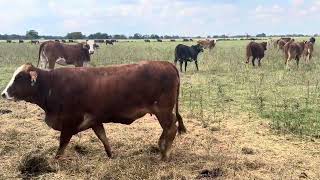 Bred f1 Braford Heifers