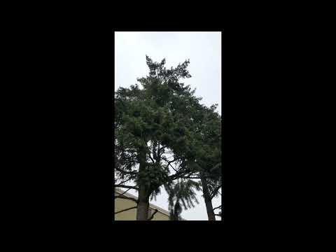 First Seattle Snowfall of the Season #Snow #Seattle