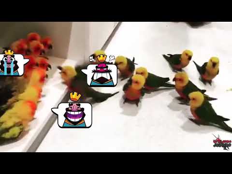 Teamfights without /all chat in 11.21