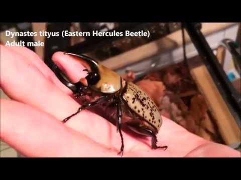 Nosorožtek východný (Dynastes tityus) — video o chove a starostlivosti