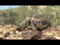 Сухопутная черепаха в домашних условиях более 20 лет - содержание и уход 