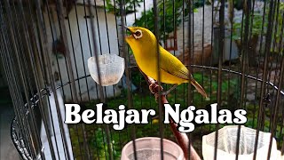 Download lagu PLECI DAKUN BALI BELAJAR NGALAS 🔥 Ampuh Buat Pancingan Pleci mp3 Download lagu PLECI DAKUN BALI BELAJAR NGALAS 🔥 Ampuh Buat Pancingan Pleci mp3