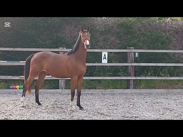 Ruin Oldenburger Te koop 2023 Donker bruin / bai