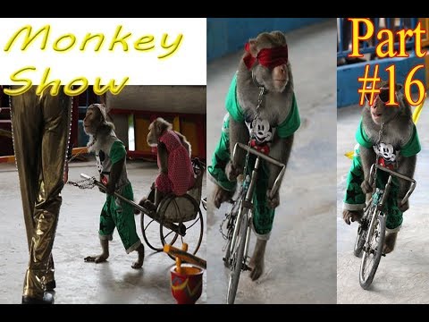 The Monkey Circus Show Very Cool Show for kids and adults Best Monkey Show Ever Part 18