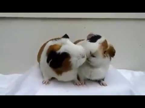 Прикол хомяк