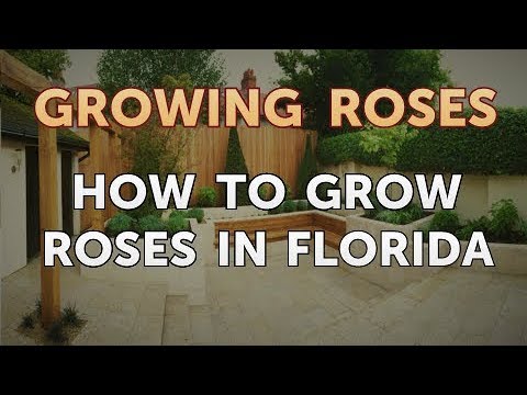 How to Take Care of a Mini Rose Plant