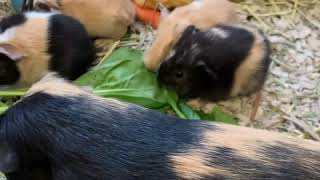 What Is A Guinea Pig Pregnancy Like?