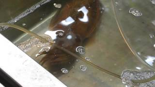 2015-04-17 Tsukiji Fish Market, Tokyo