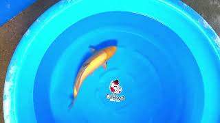 video van Karashigoi 2604058