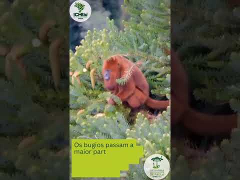 Bugio / bugio-ruivo na FLONA de São Francisco de Paula #fauna  #wildlife #animals #nature #primates