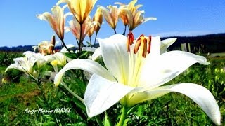 LES PRÊTRES. S'IL SUFFISAIT D'AIMER.