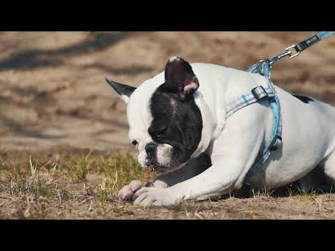 HQC MONOR FUTAM 2019.03.23.