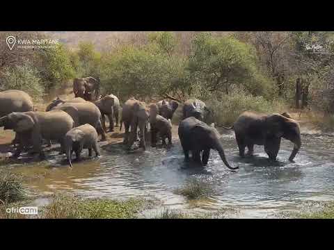 Pool Party! An Elephant Herd At the Kwa Maritane Waterhole
