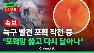 [????이슈를 켜라] [LIVE] [속보] 늑구, 발견 포획 작전 중…포획망 뚫고 또 달아나 / 채널A