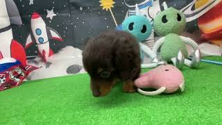 ミニチュアダックスの動画01