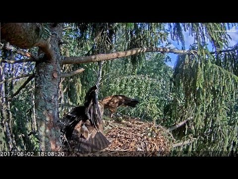 2017/08/02 18h08m~Parent brings a frog for Frīdis~Latvian LSE