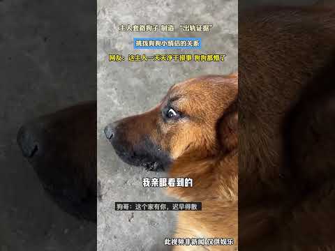 不敢騙妳養小狗【爆笑辦事處】#狗狗#冤枉#汙蔑#搞笑#搞笑視頻#funny#shorts