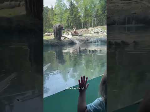 Bear devours ducklings during kid's birthday party at Seattle Zoo