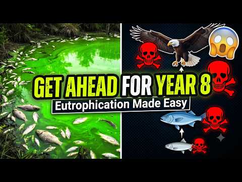 Eutrophication & Biomagnification Explained
