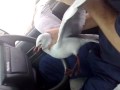 Sea Gull Catch