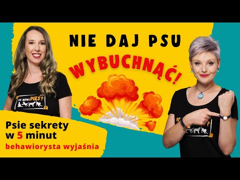 Jak nie dopuścić do „wybuchu” agresji u psa?